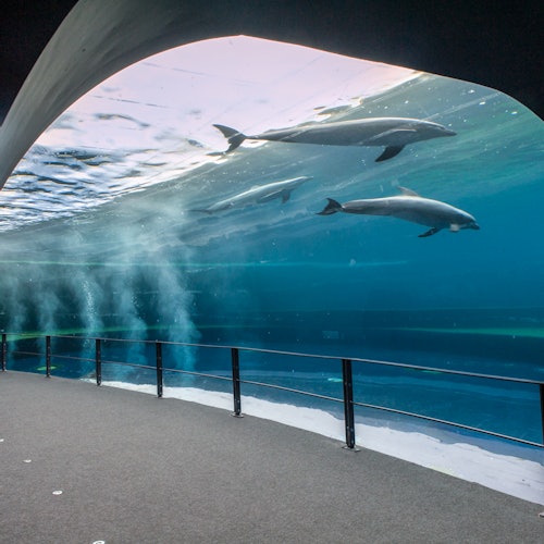 Aquarium of Genoa & Galata Sea Museum: Entry Ticket + Submarine Visit — gallery 1