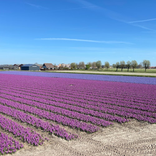 Lisse Tulip Fields: Self-Drive Tour + Audio Guide