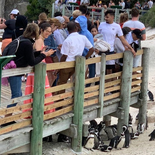 Cape Point & Boulders Beach Private Tour with Penguin Encounter — gallery 5