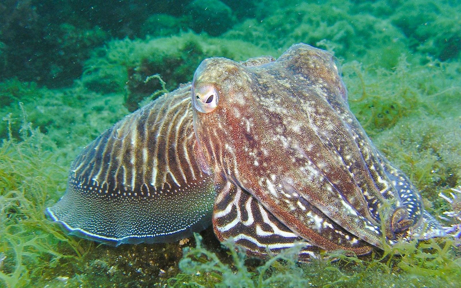 From Nice: Underwater Sea Scooter Snorkelling Tour