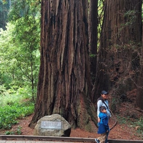Muir Woods and Sausalito: Small-Group Tour — gallery 3