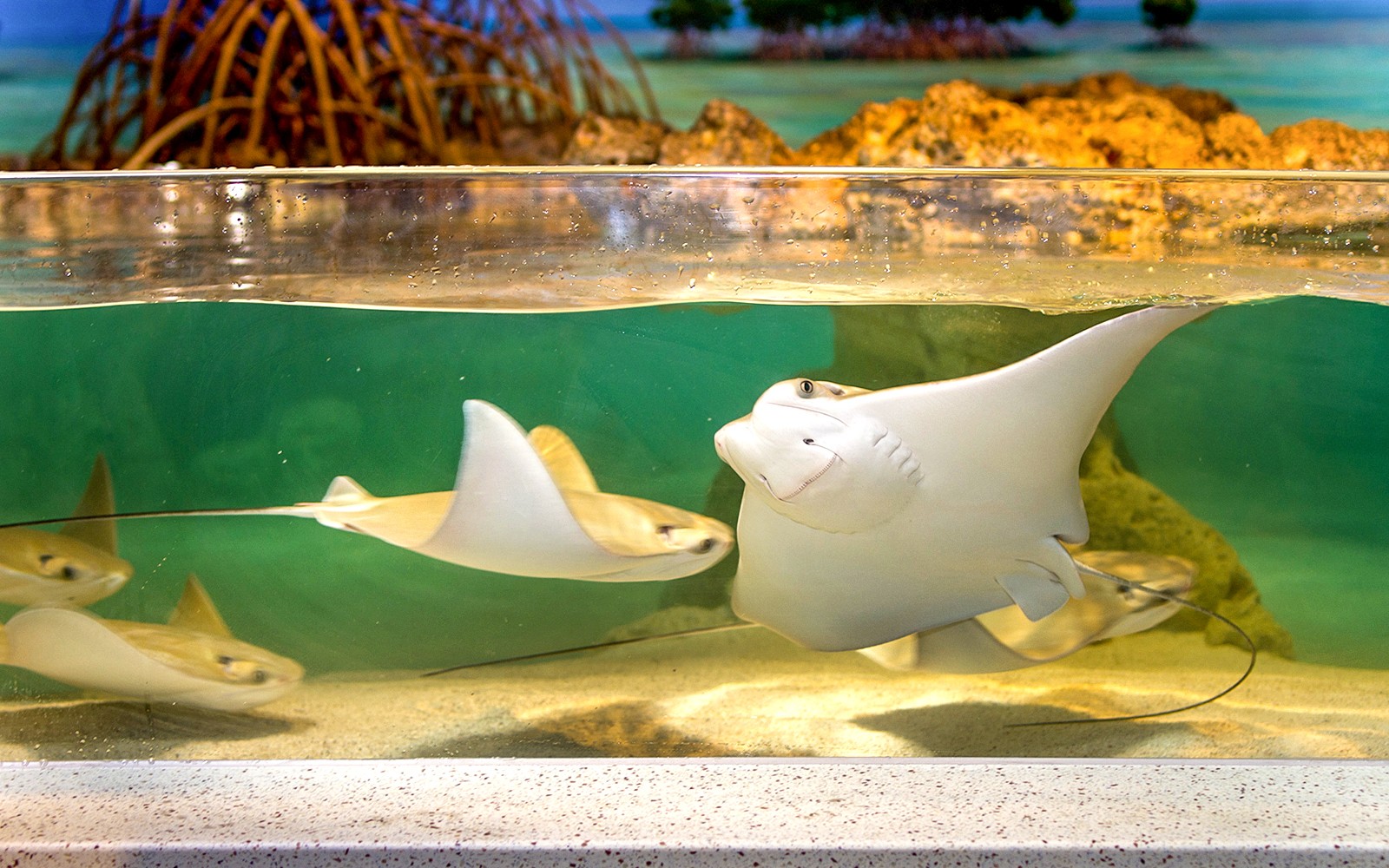 New England Aquarium Tickets — gallery 1