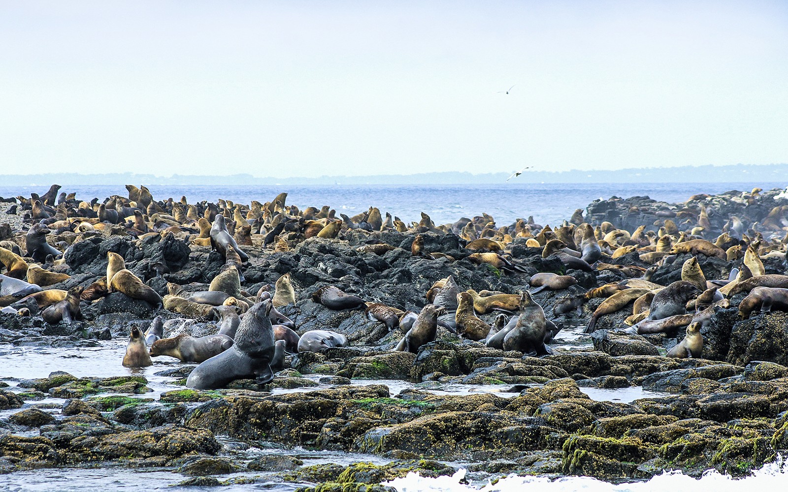 Seal Watching Afternoon Cruise at Phillip Island — gallery 3