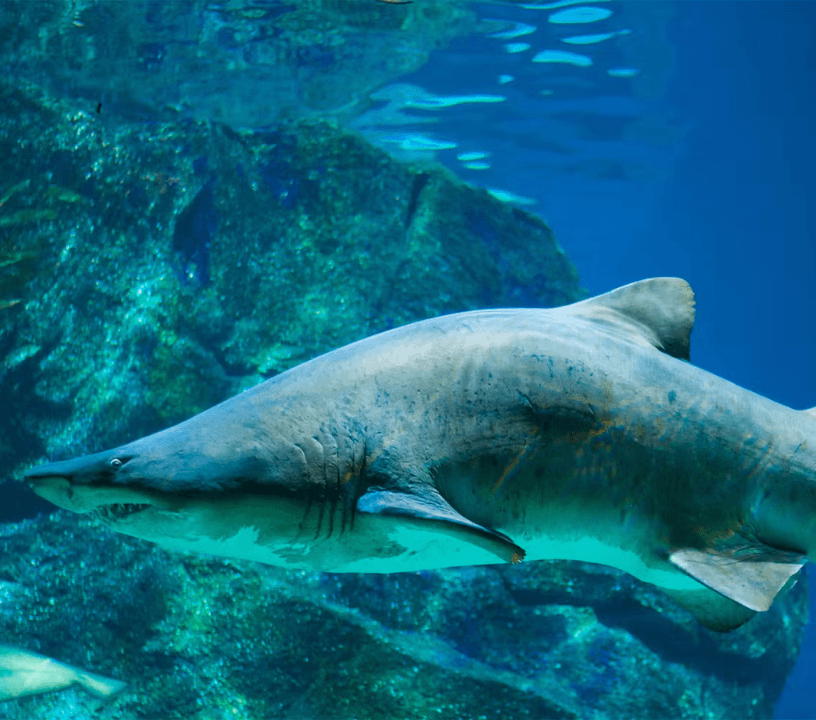 Barcelona Aquarium: Flexi-Ticket