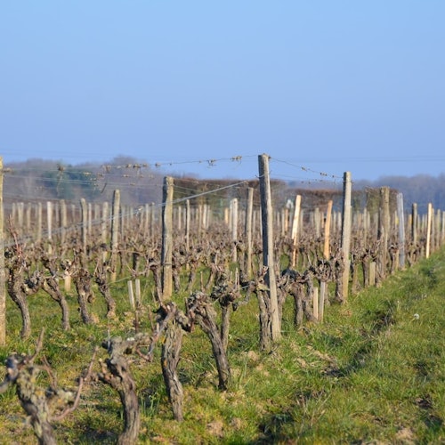 Loire Valley: Day Trip with Chateau de Chambord Entry + Wine Tasting & Lunch