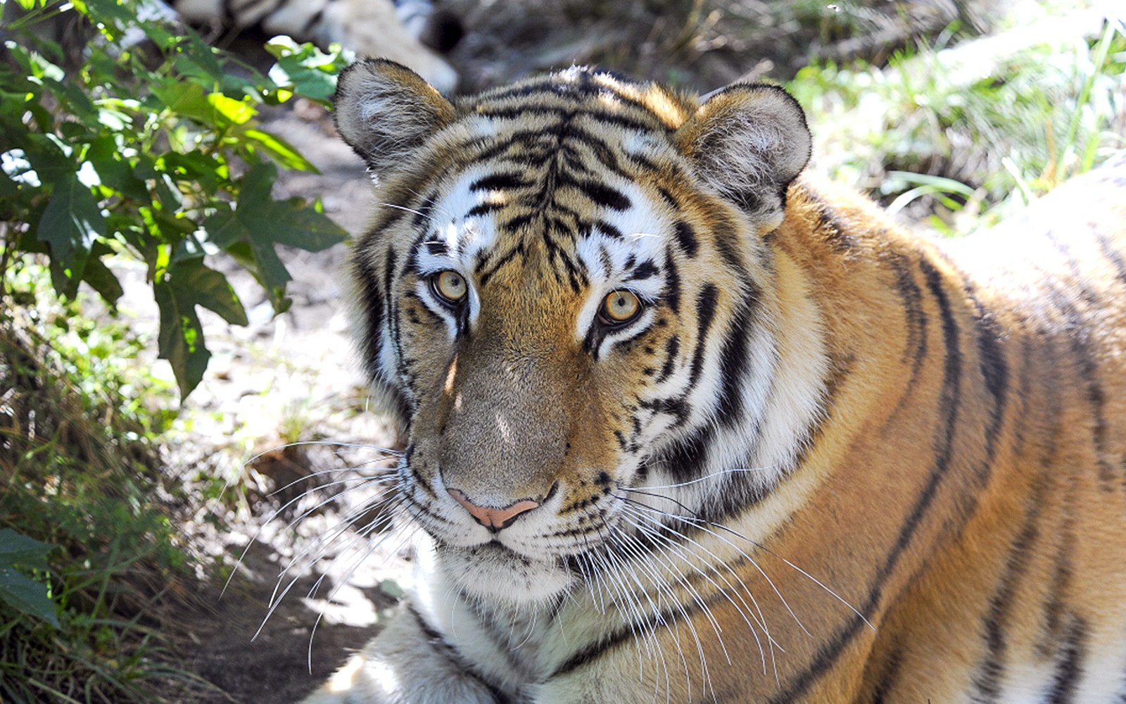 Bronx Zoo Tickets