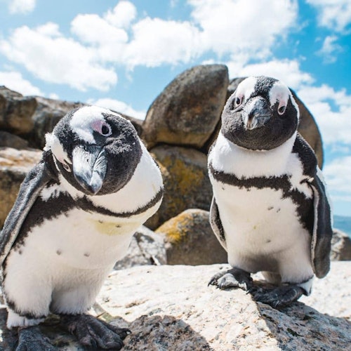 Cape Point & Table Mountain: Small-Group Guided Tour + Transfers — gallery 1