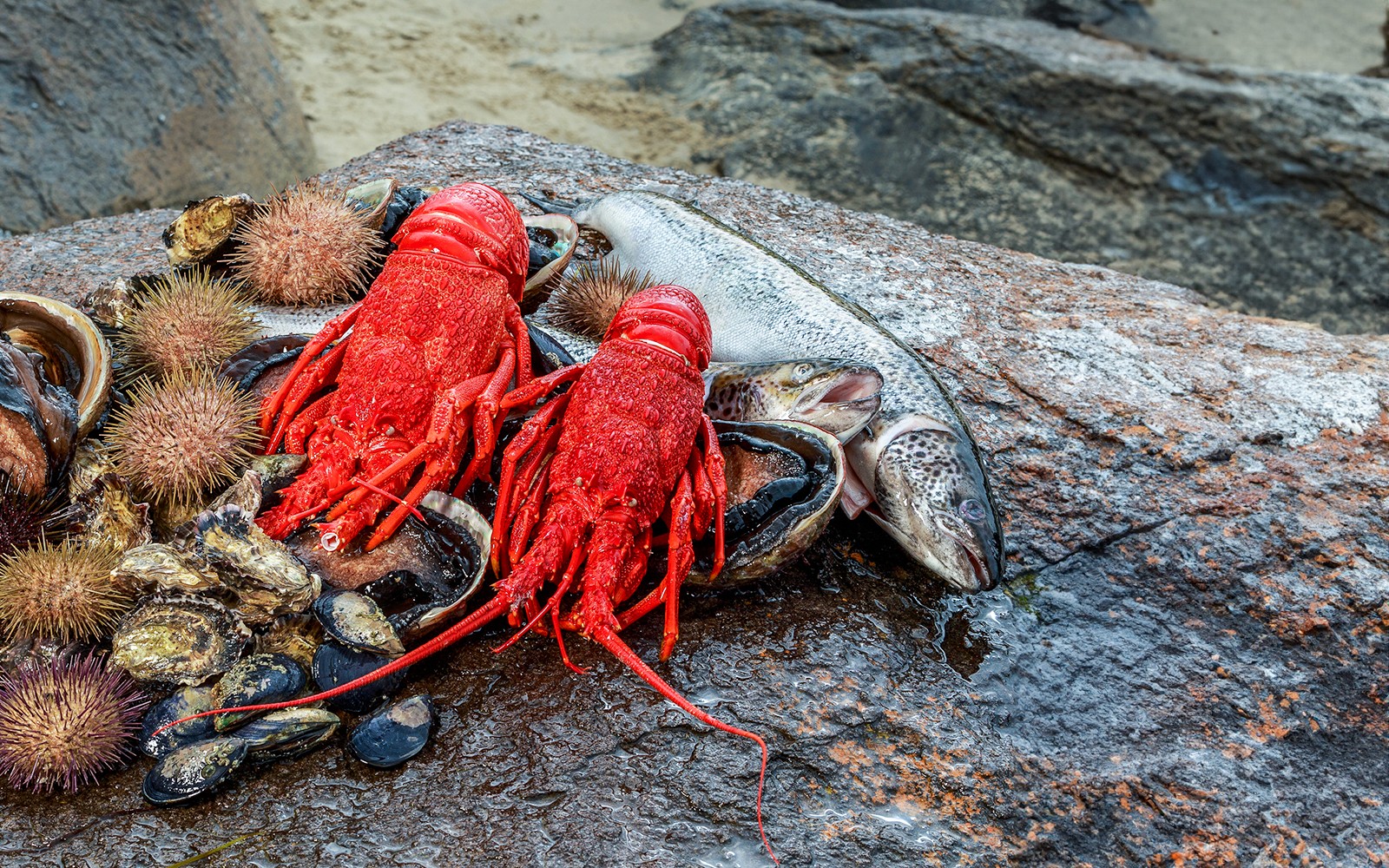 Full-Day Guided Cruise Tour in Tasmania with Seafood Lunch — gallery 1