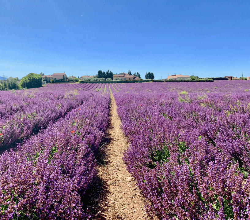 Gorges of Verdon and Fields of Lavender Tour