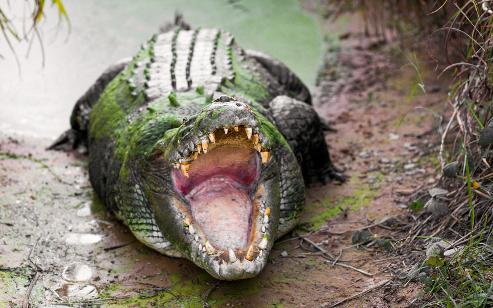 From Darwin: Top End Safari Camp Overnight Tour Around Finniss River