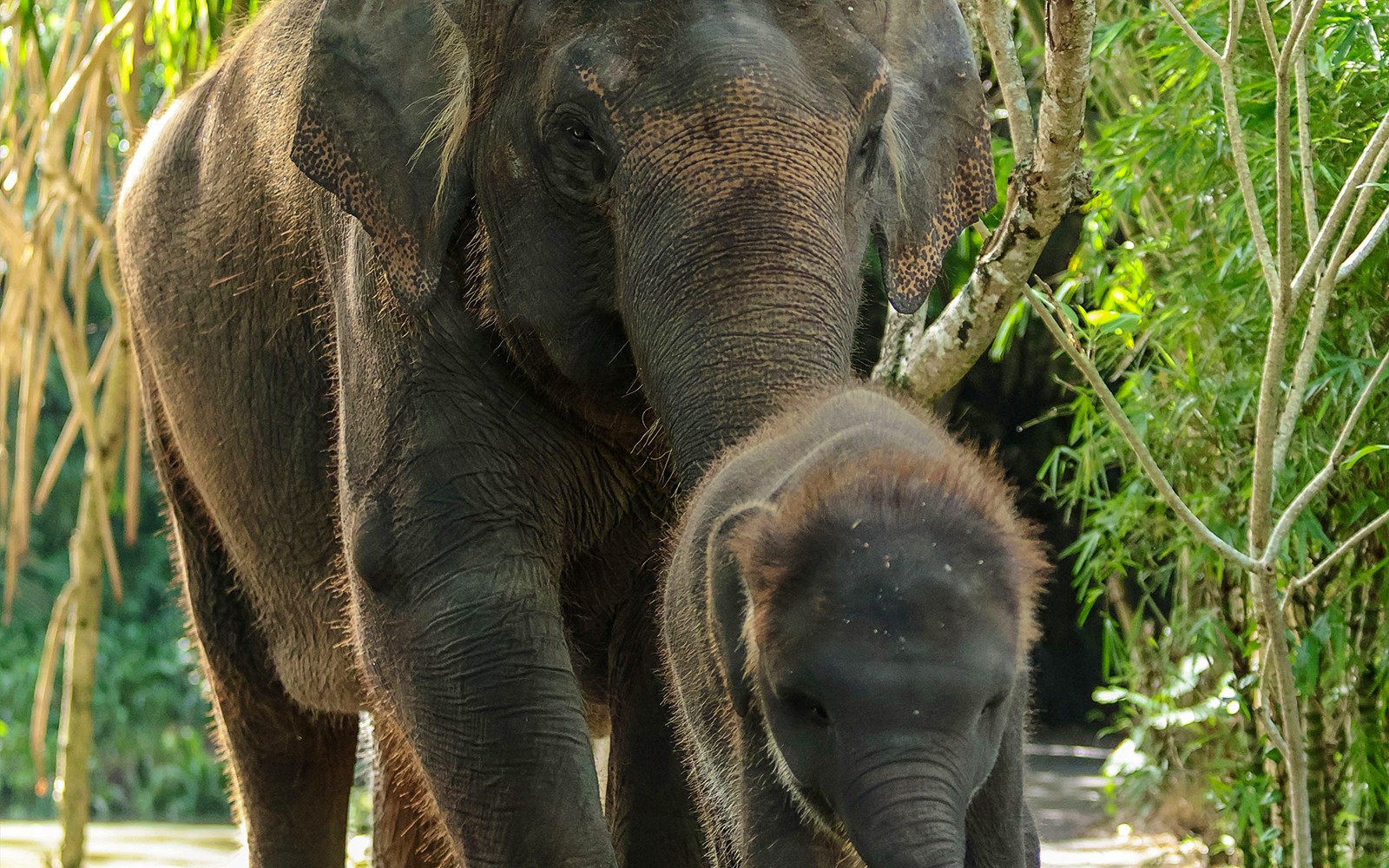  Behind Closed Doors at Bali Zoo