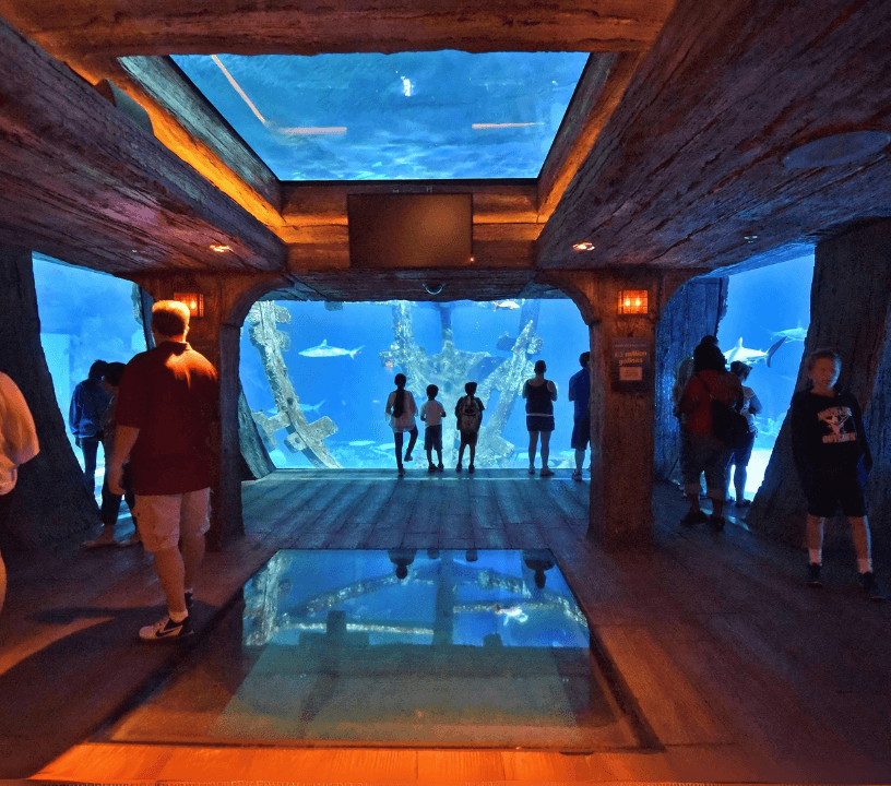 Shark Reef Aquarium at Mandalay Bay: Entry Ticket