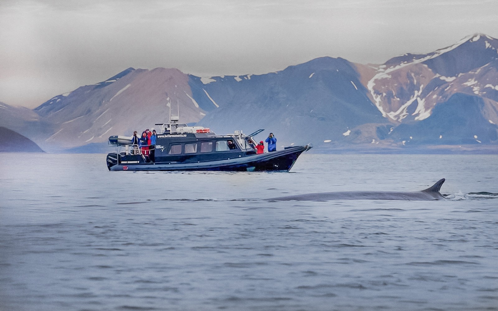 From Tromso: Small Group Whale Watching Cruise — gallery 3