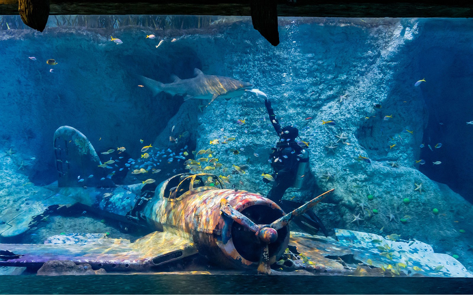National Aquarium Abu Dhabi All Access Pass Tickets