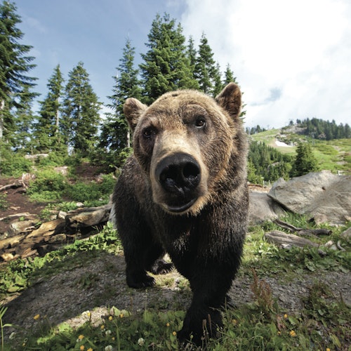 Grouse Mountain: Winter Admission Ticket — gallery 5