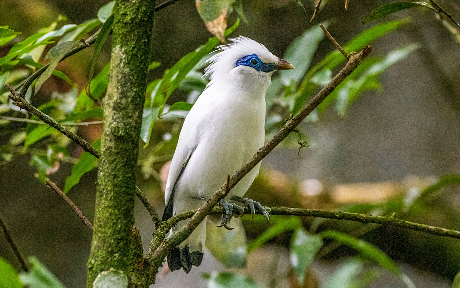 Bali Bird Park Group Saver Tickets: Group of 3 & More — gallery 2