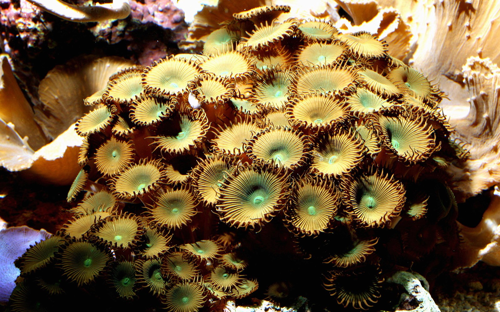 Tickets to Vasco da Gama Aquarium in Lisbon — gallery 5