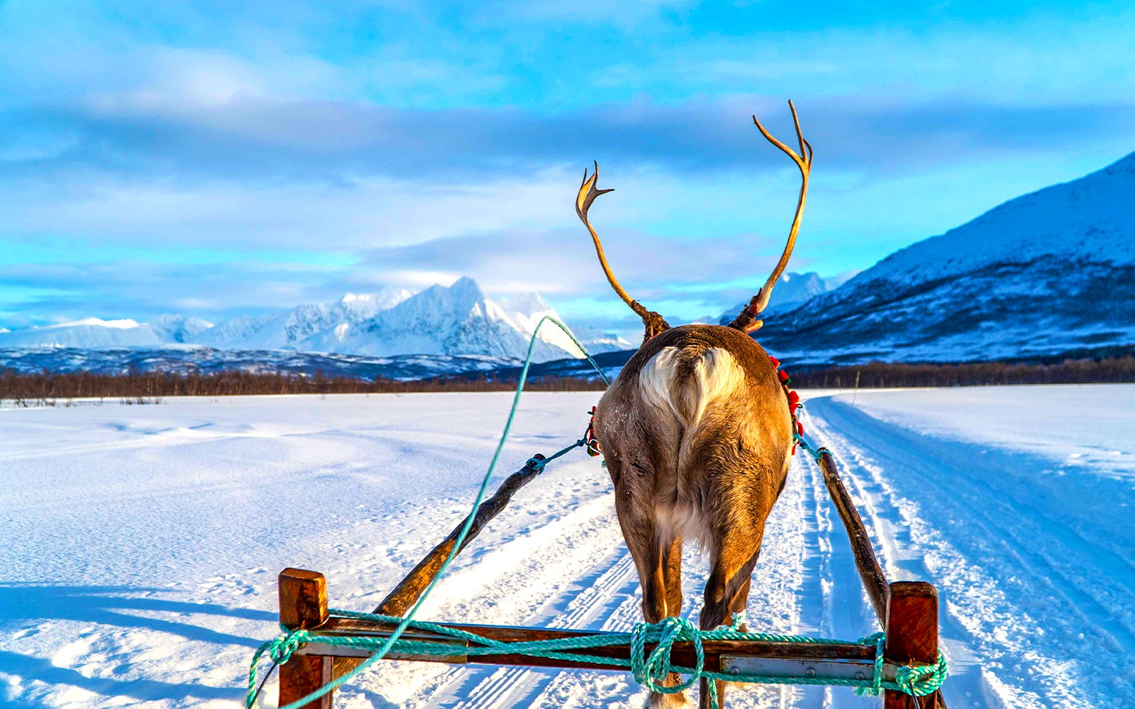 Reindeer Sledding & Sami Culture Guided Tour with Hot Drinks & Meal