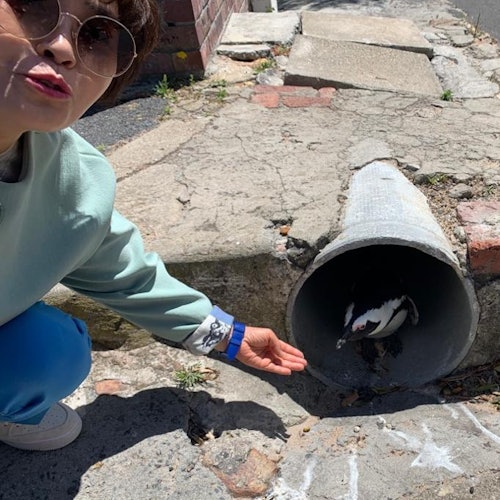 Cape Point & Boulders Beach Private Tour with Penguin Encounter — gallery 2