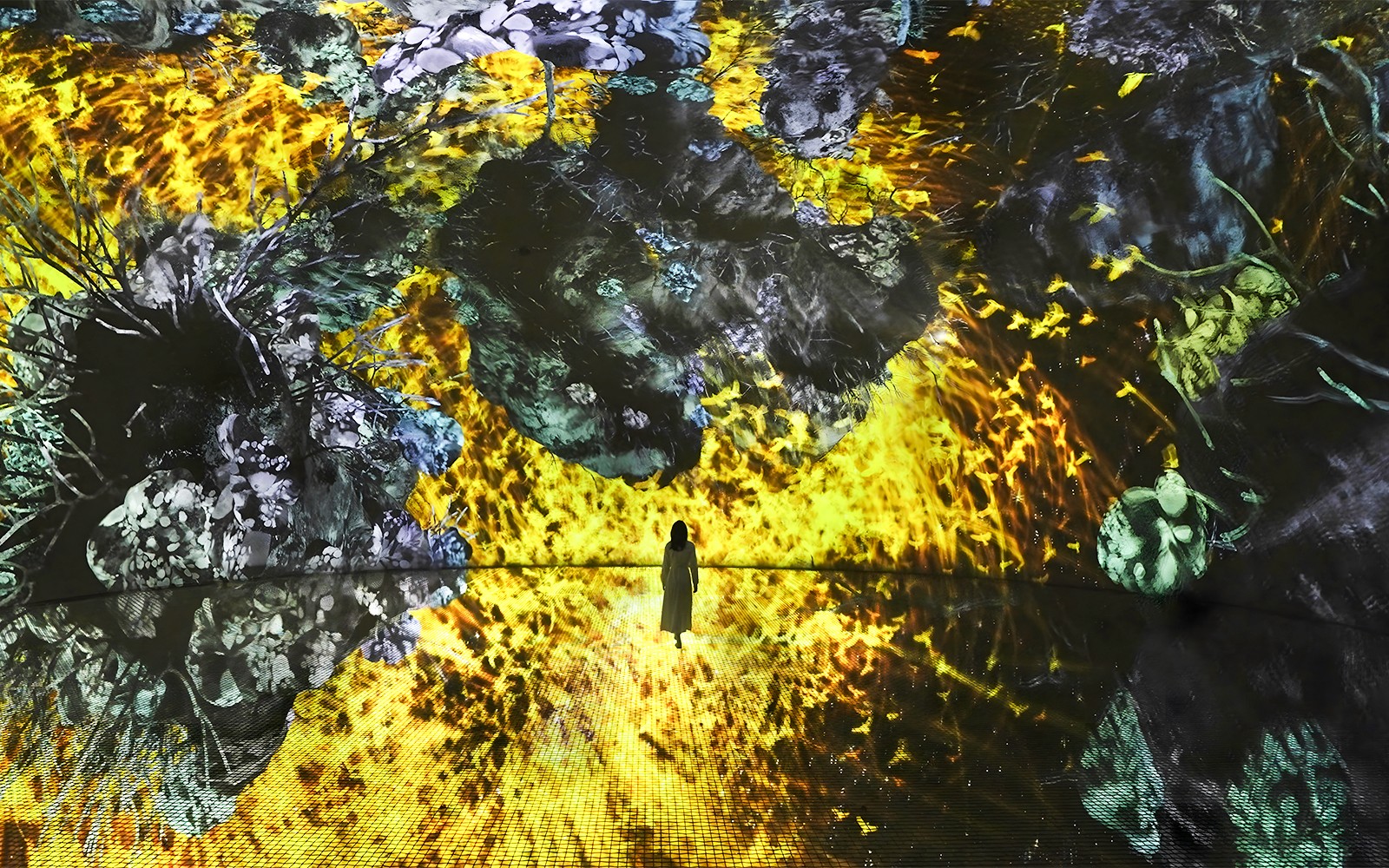 teamLab Phenomena Abu Dhabi Tickets