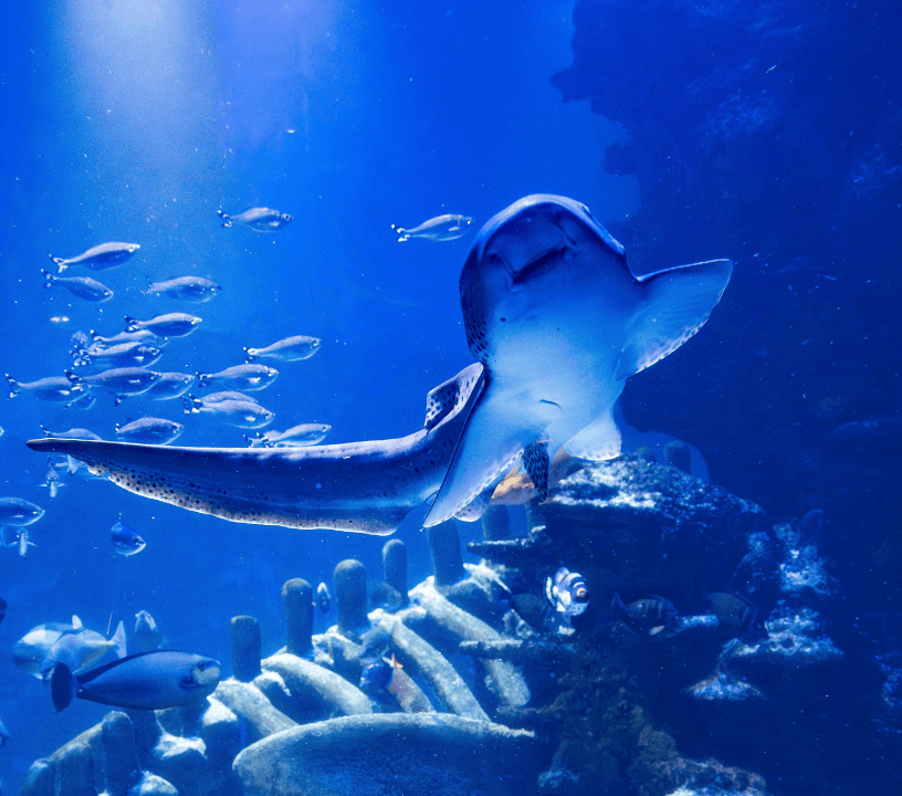 SEA LIFE London Aquarium: Standard Admission Tickets