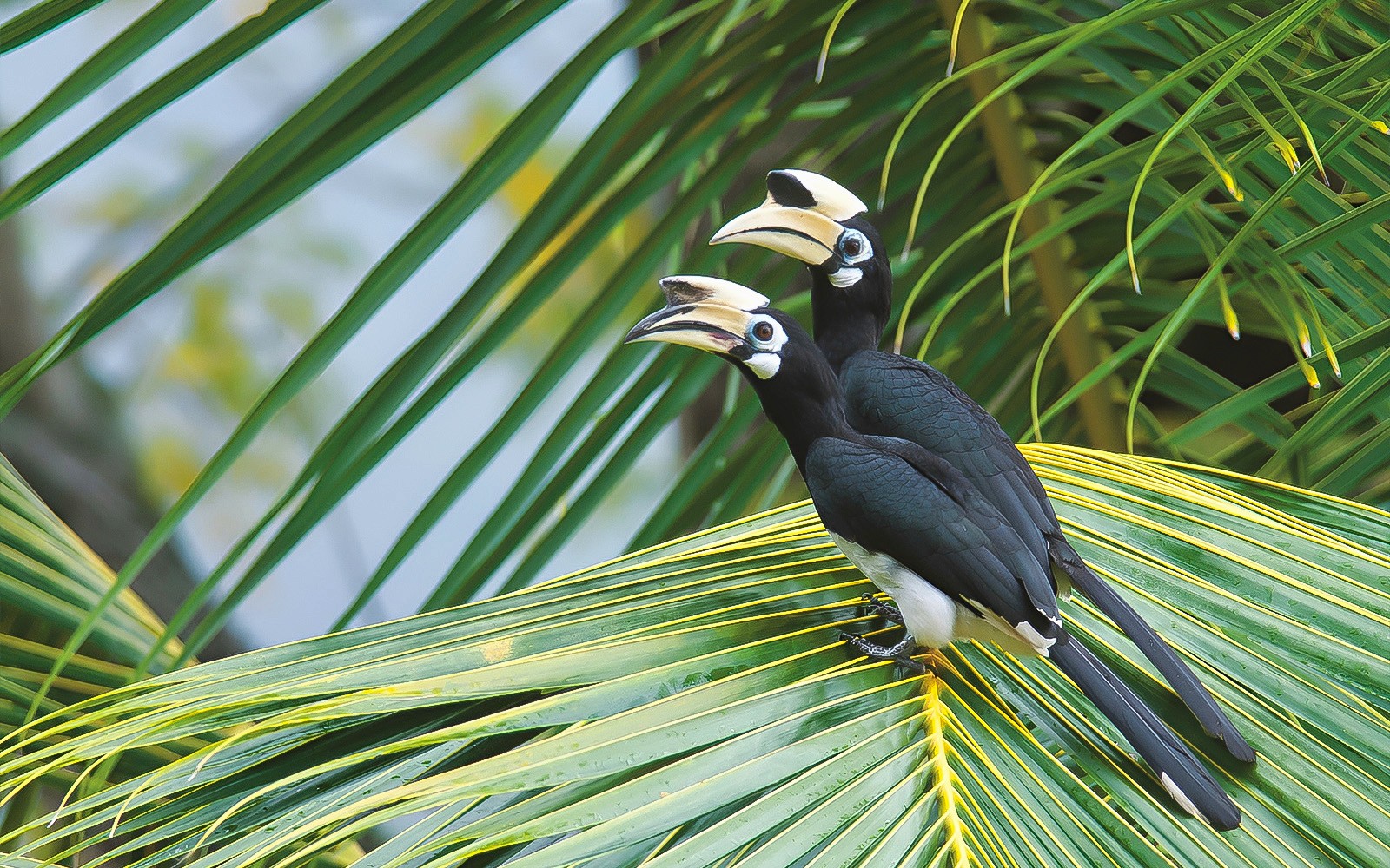 Guided Bird Watching Tour in Langkawi with Round-Trip Transfers — gallery 1