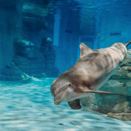 Clearwater Marine Aquarium: Entry Ticket