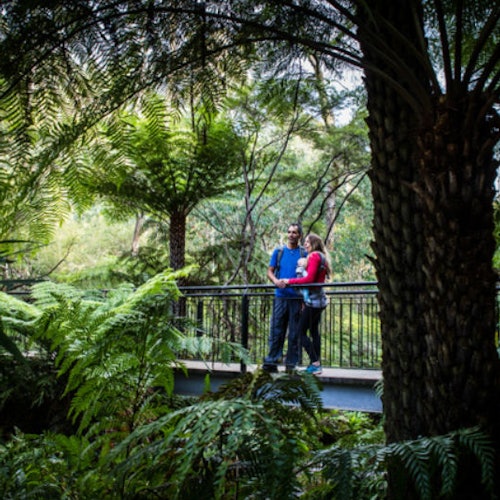 Blue Mountains Sydney: Hop-on Hop-off Explorer Bus — gallery 2