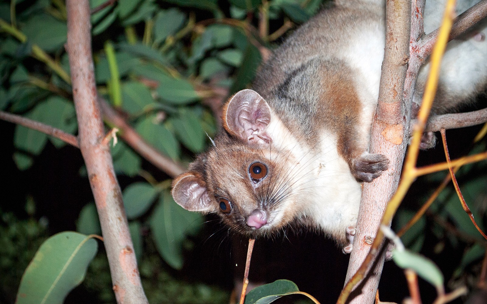 Gold Coast: Mt Tamborine Rainforest Night Walk with Glow Worms & Waterfall — gallery 4