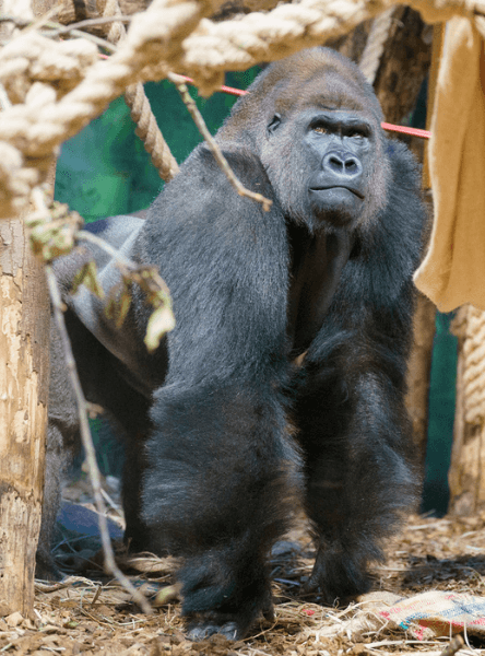 London Zoo Entrance Tickets — main image