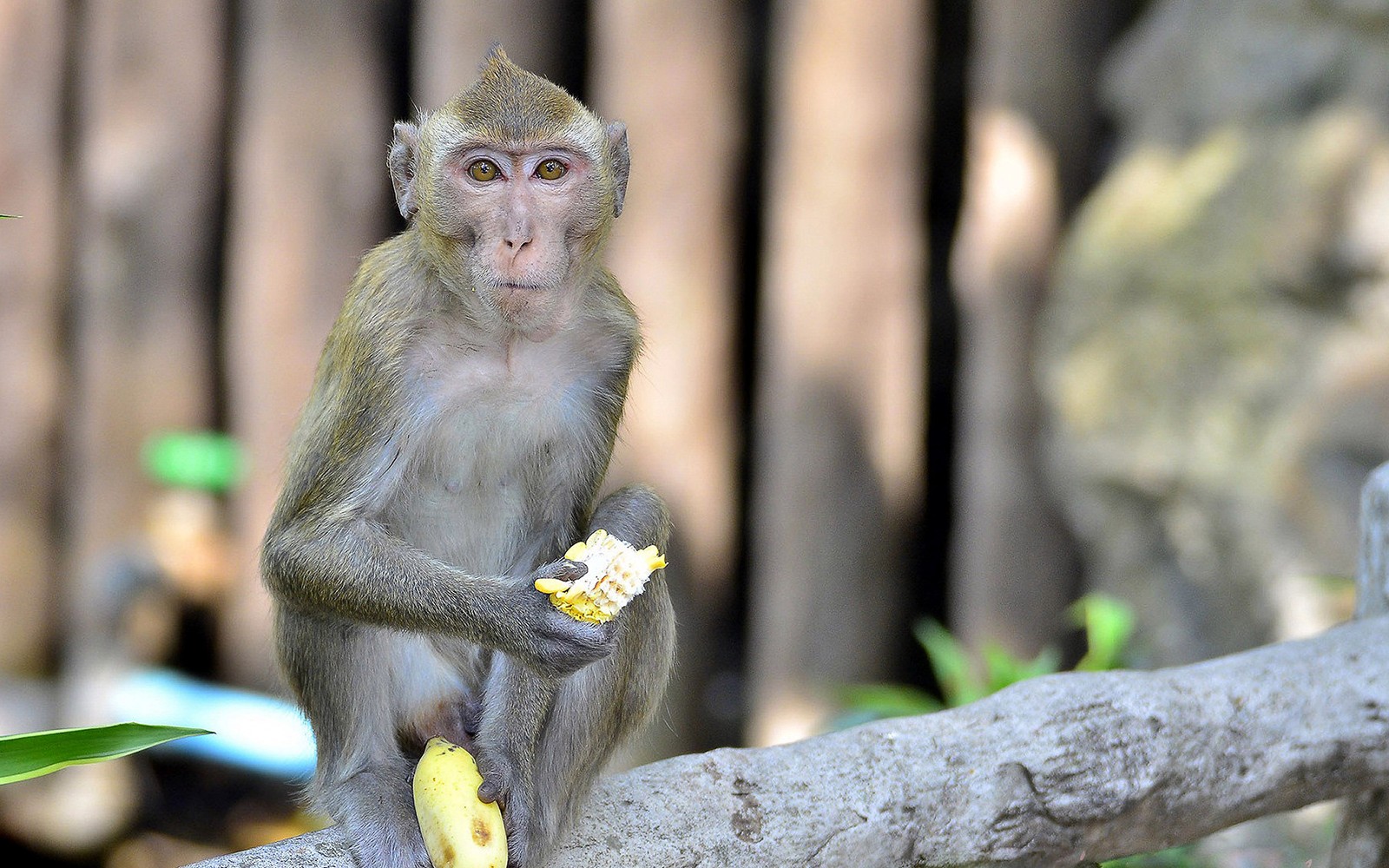 Tickets to Khao Kheow Open Zoo