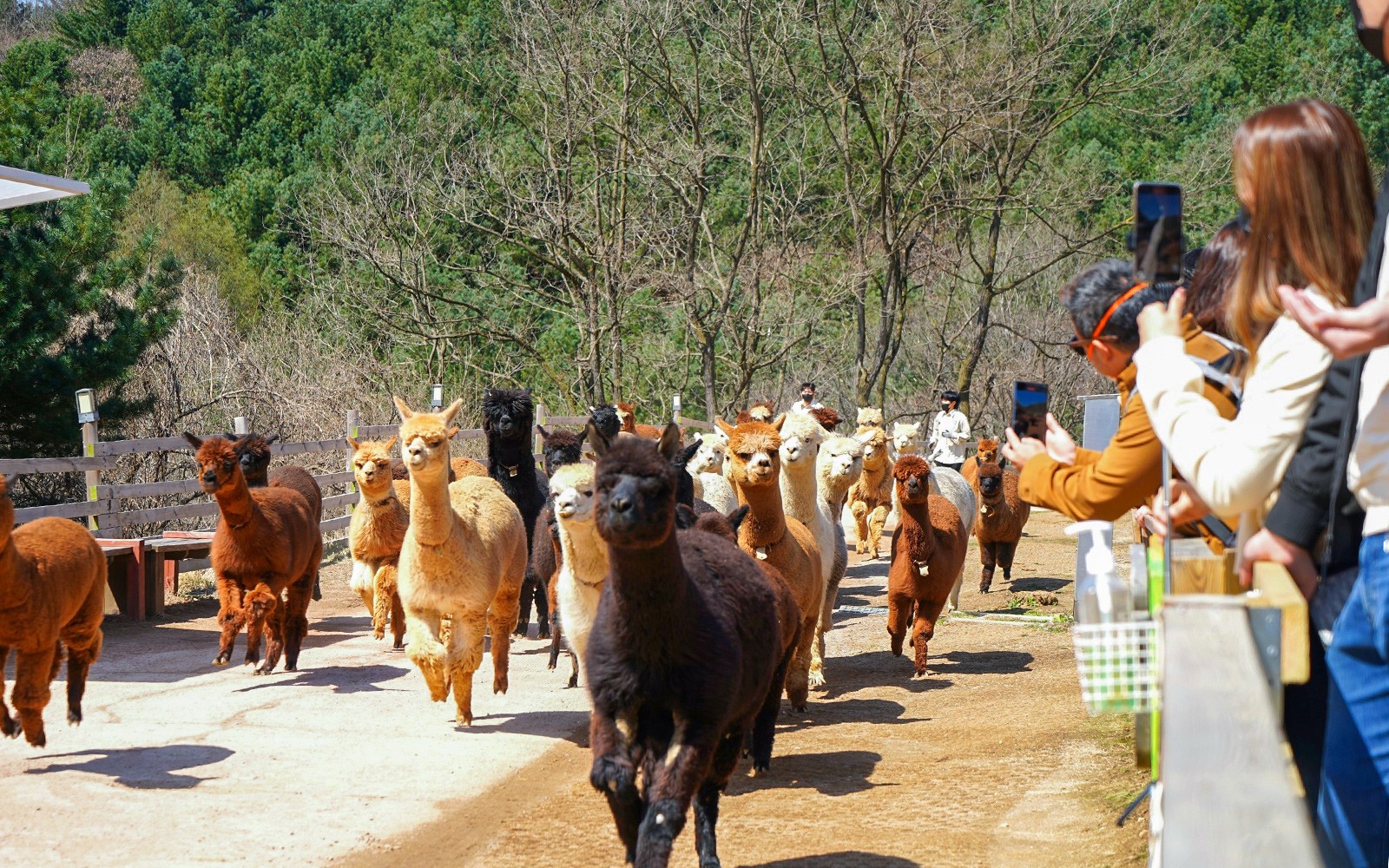 From Seoul: Alpaca World, Nami Island & Garden of Morning Calm Day Trip — gallery 5