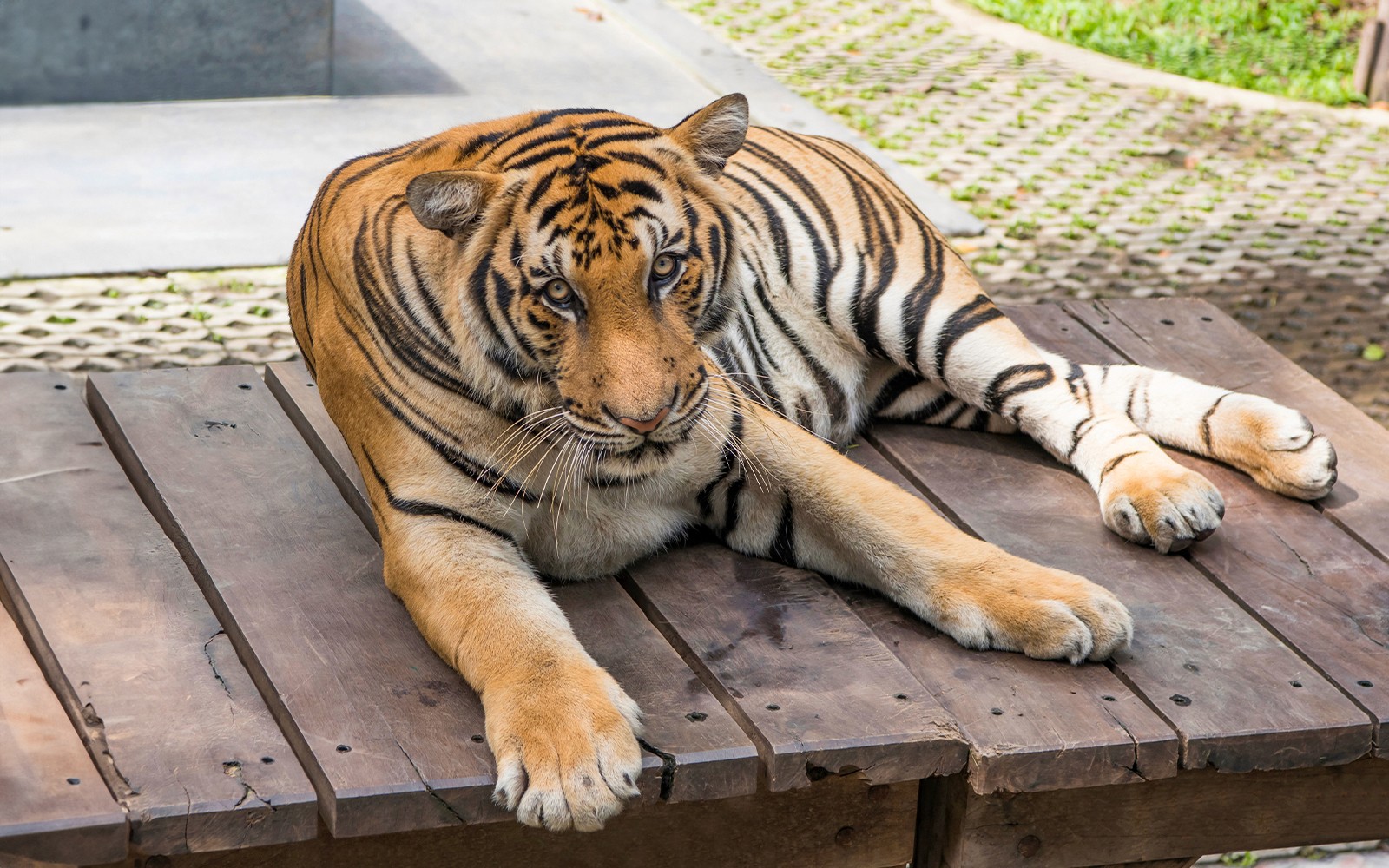Tiger Park Tickets with Tiger Interactions: Non-Thai Residents