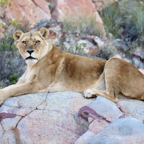 Cape Town: Sunset Aquila Safari Tour with Wine Tasting — gallery 3