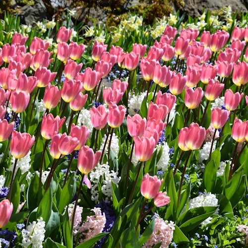 Roundtrip Transport from Victoria to Butchart Gardens — gallery 3