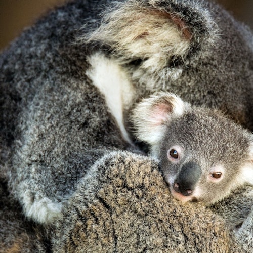 Canberra: Guided Wildlife Tour + Roundtrip Transportation — gallery 1