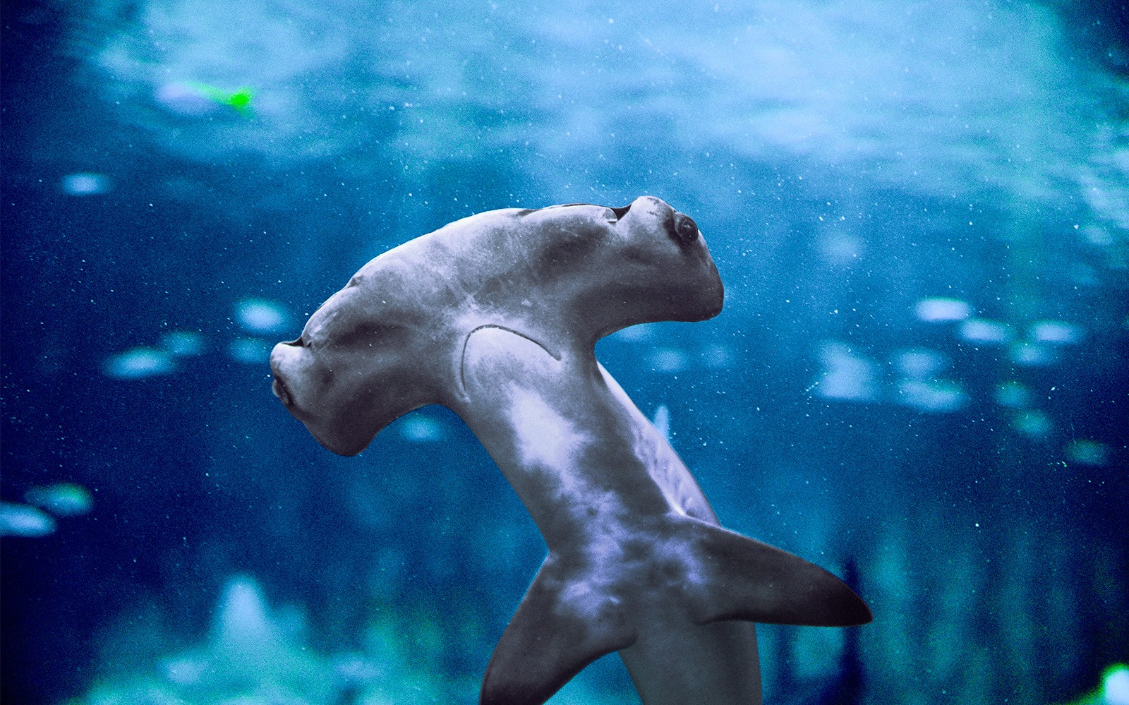 National Aquarium Abu Dhabi All Access Pass Tickets