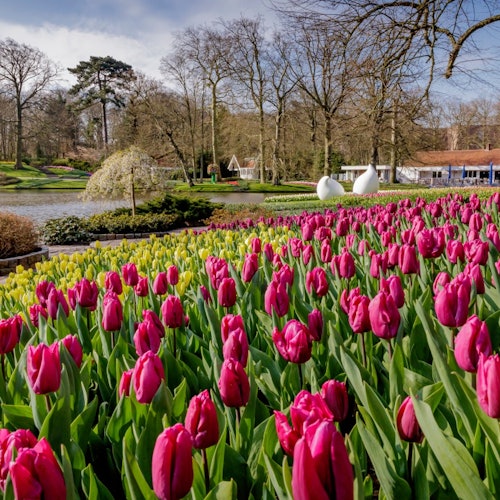 Keukenhof & Zaanse Schans: Full-Day Guided Tour with Entry