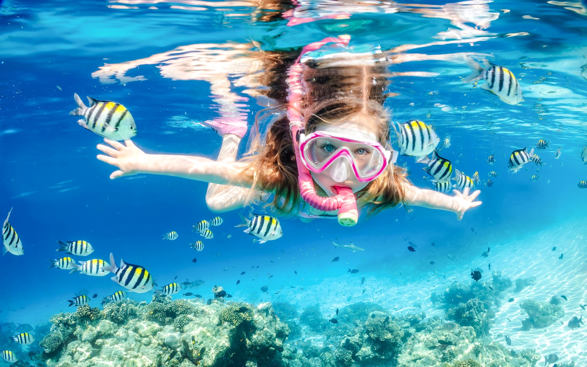 From Sharm El-Sheikh: Diving at Ras Mohamed & White Island with Round-Trip Hotel Transfers — gallery 4