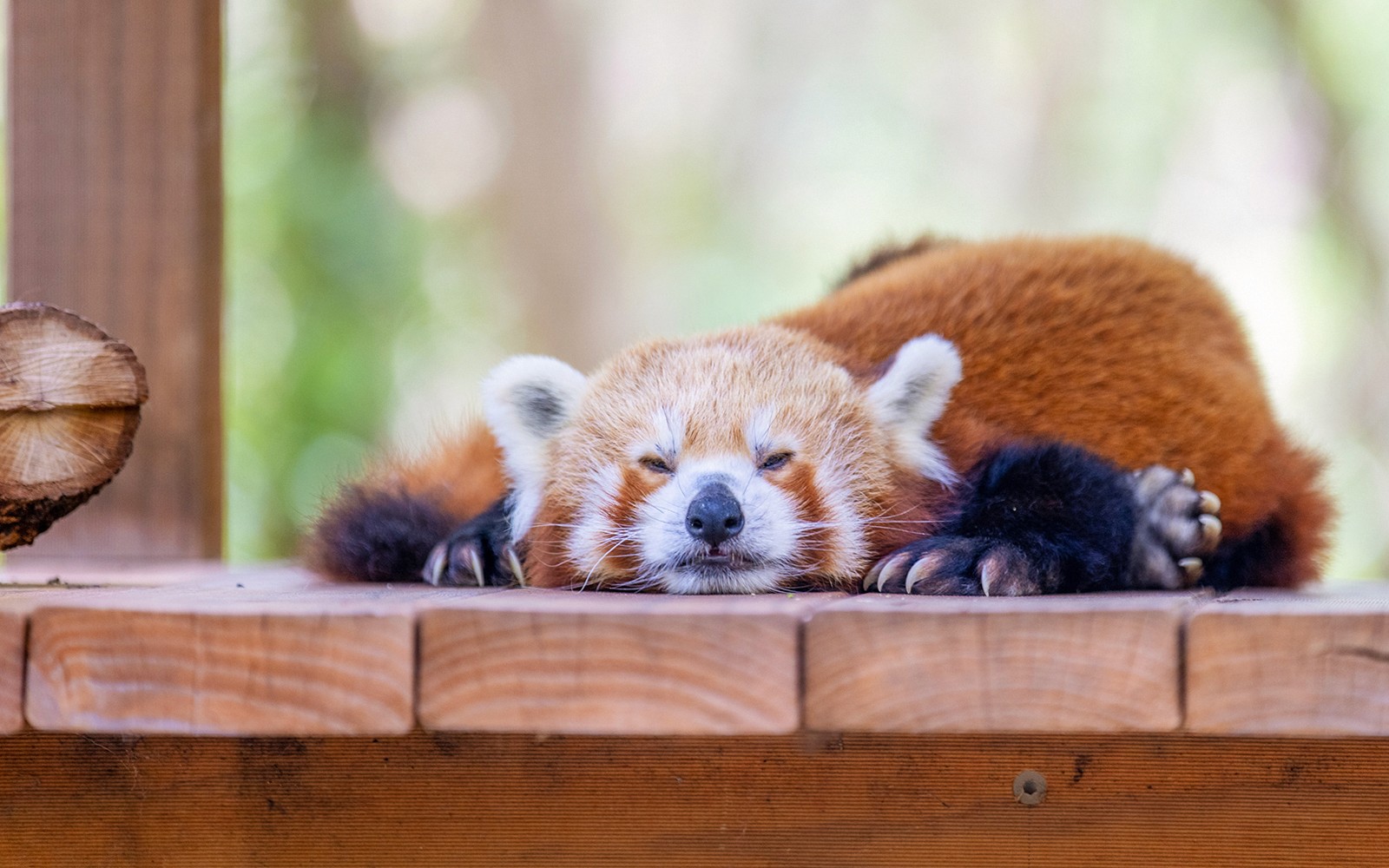 Currumbin Wildlife Sanctuary Tickets — gallery 4