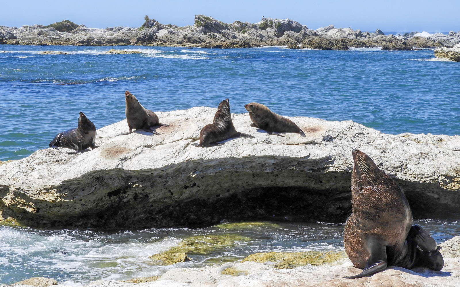 From Christchurch: Kaikoura Whale Watch Day Trip with Round-Trip Transfers