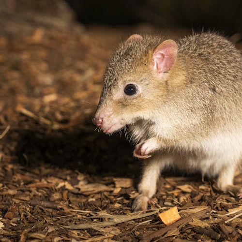 Bonorong Night Tour — portrait