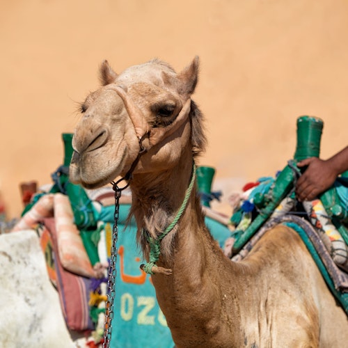 Hurghada: 1-Hr Guided Camel Ride + Transfer