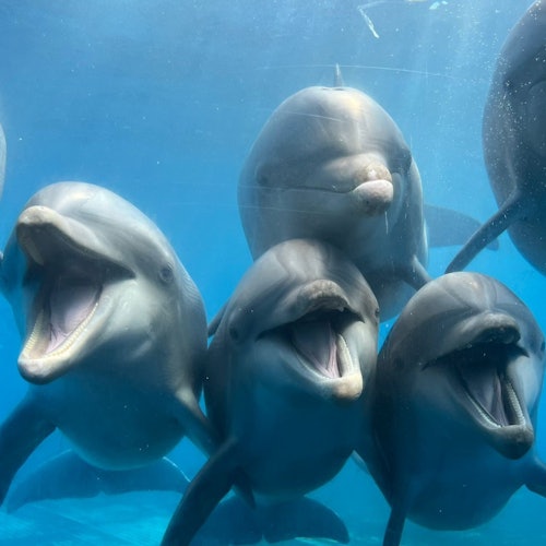 Marineland Dolphin Adventure: Entry Ticket — gallery 2