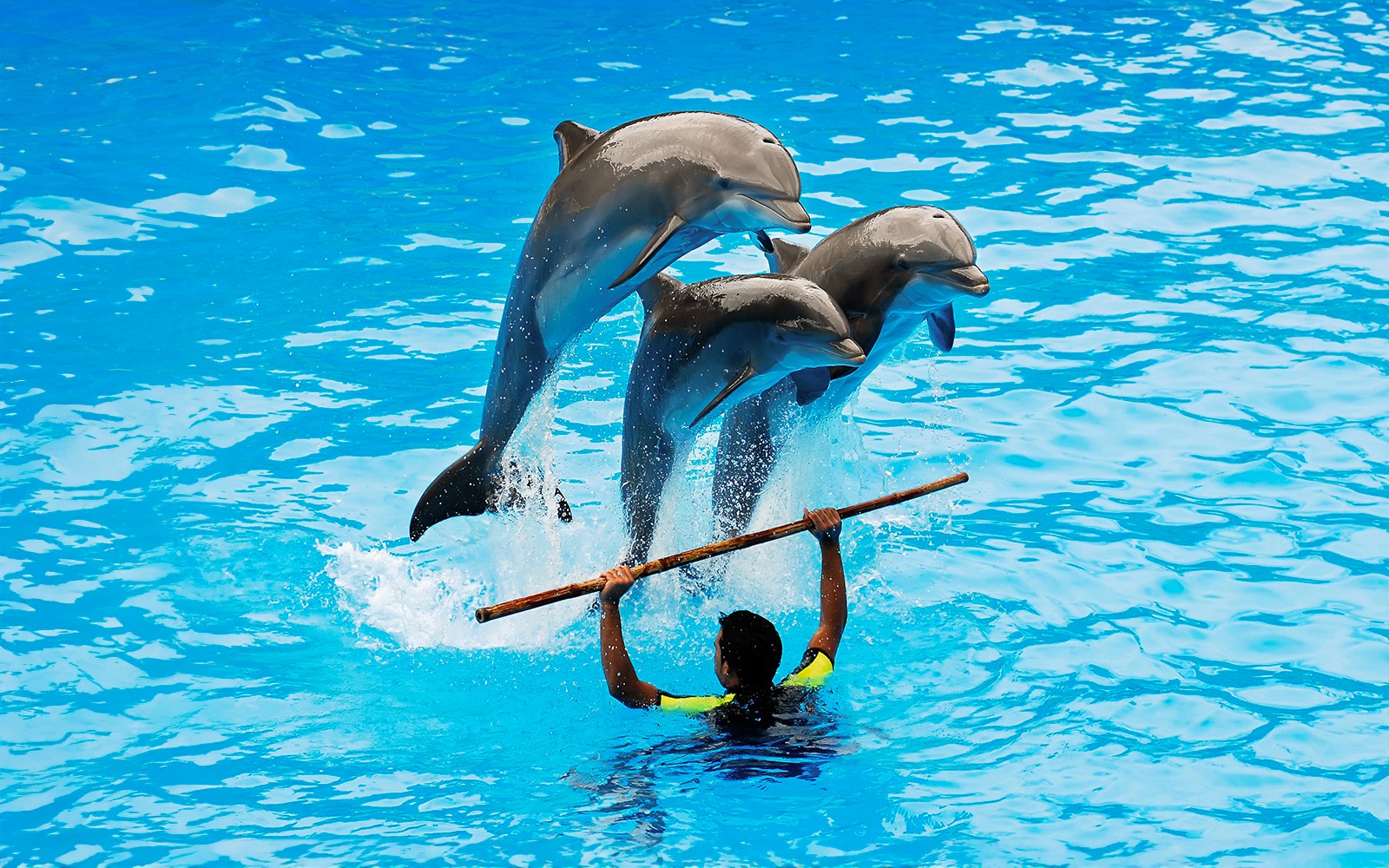 Dolphinarium Pattaya Tickets: Non-Thai Residents