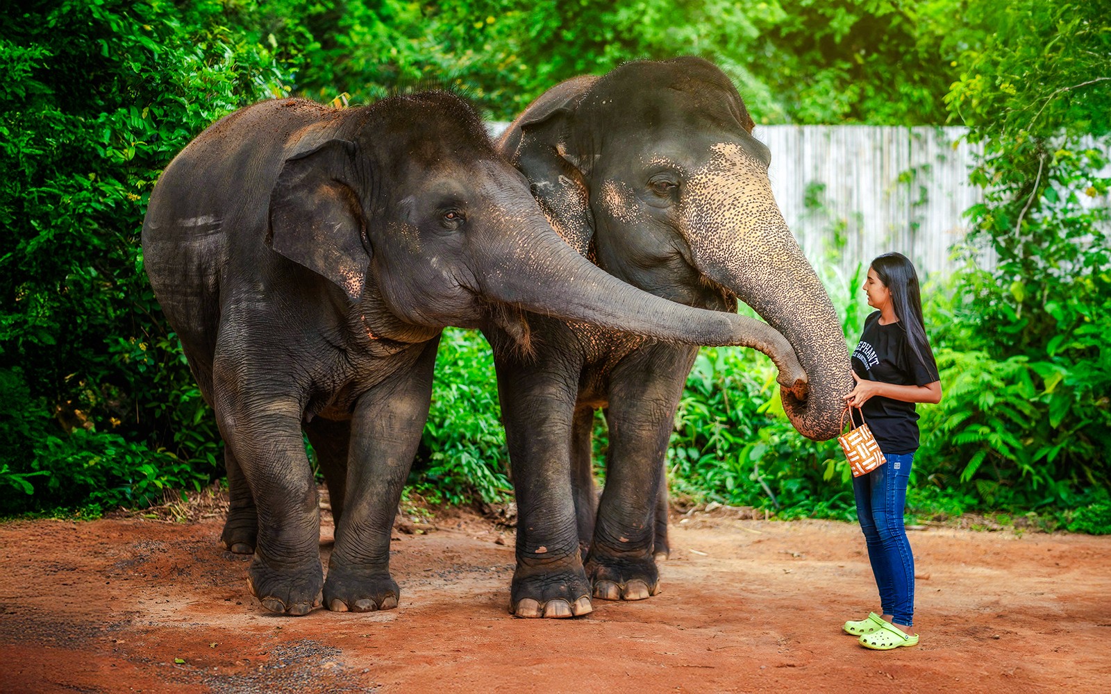 Phuket Elephant Jungle Sanctuary: Feed, Shower & Mud Spa Guided Tours with Optional Transfers