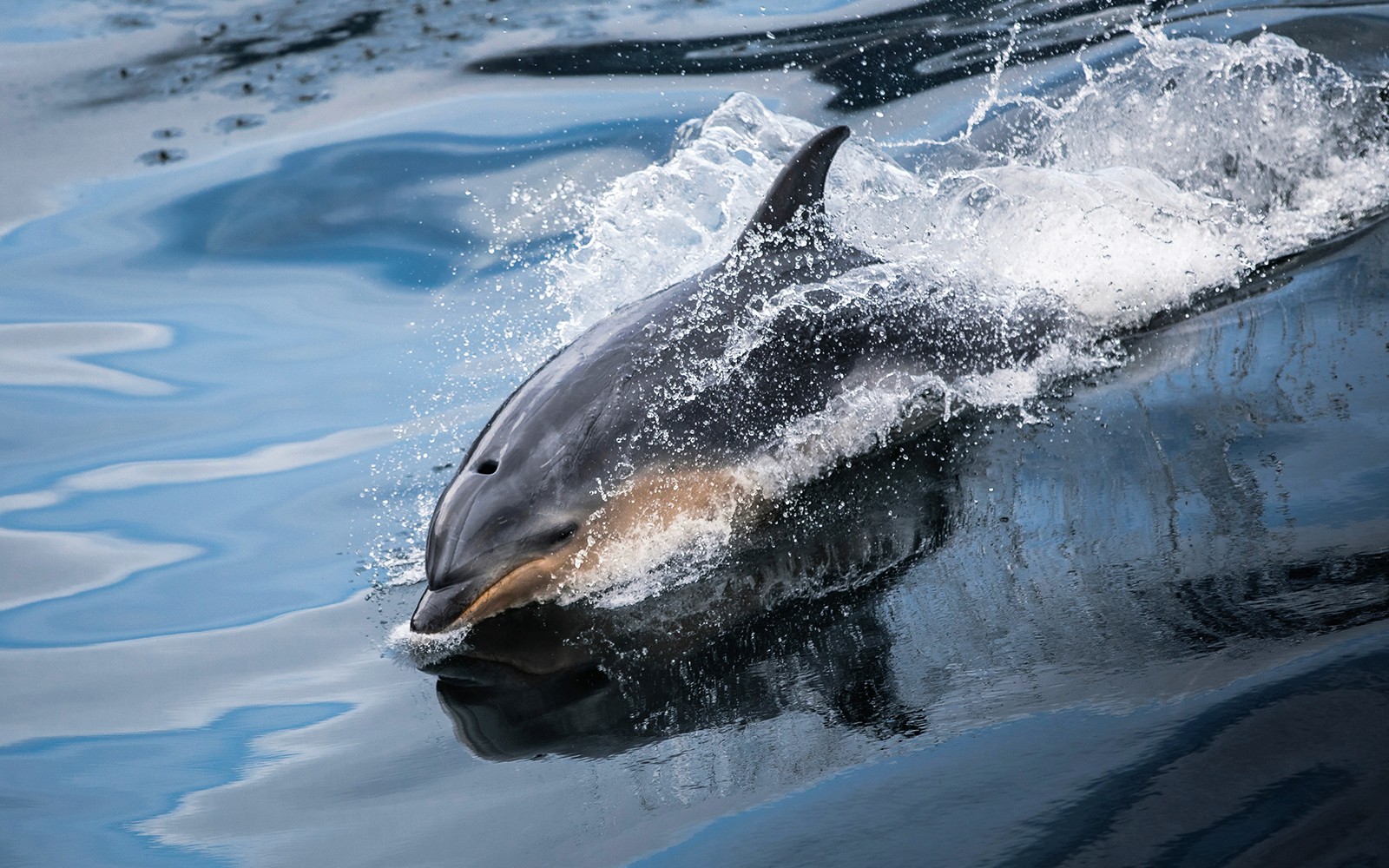From Te Anau: Milford Sound Day Trip with Cruise & Return Transfers