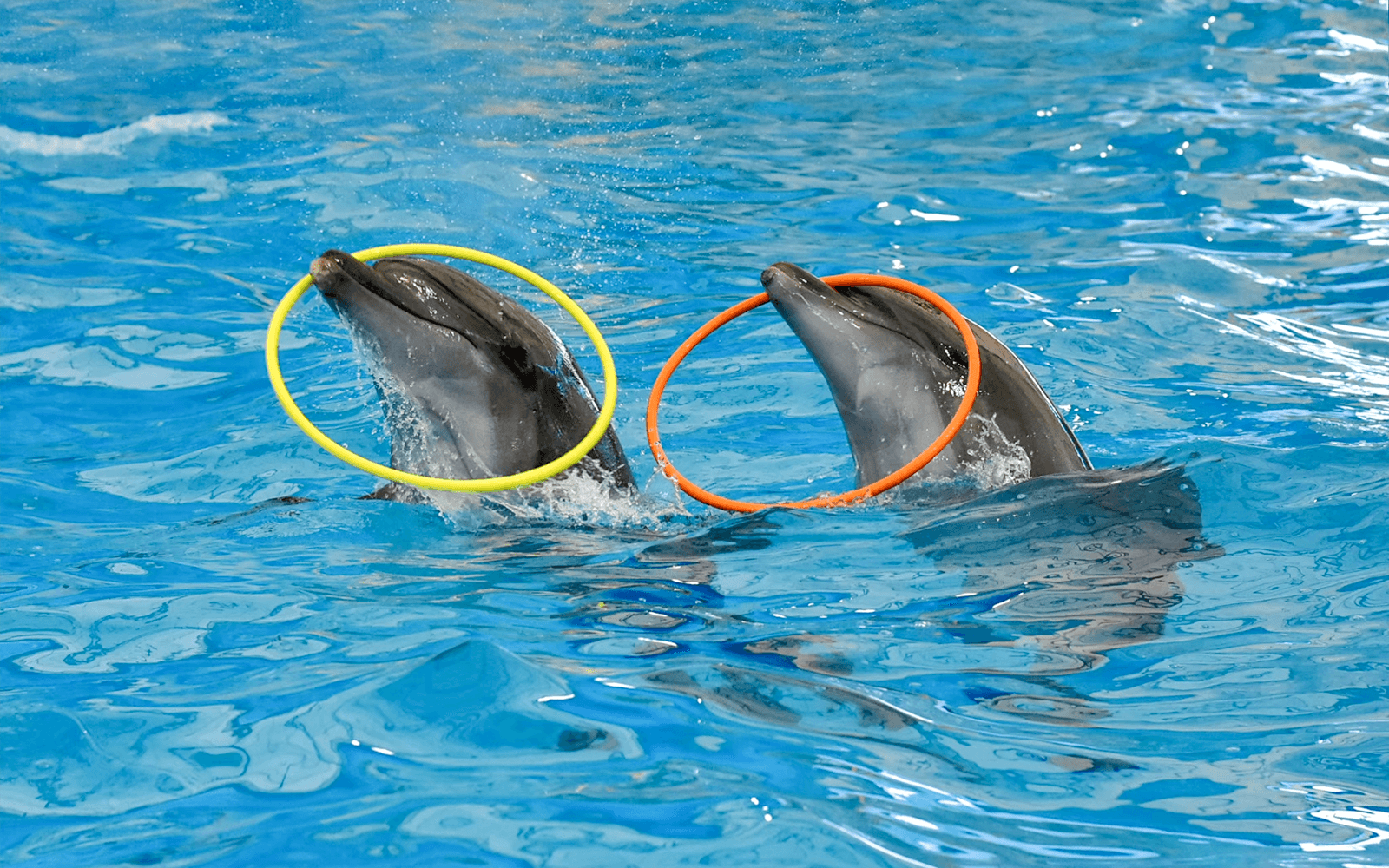 Dolphinarium Pattaya Tickets: Non-Thai Residents