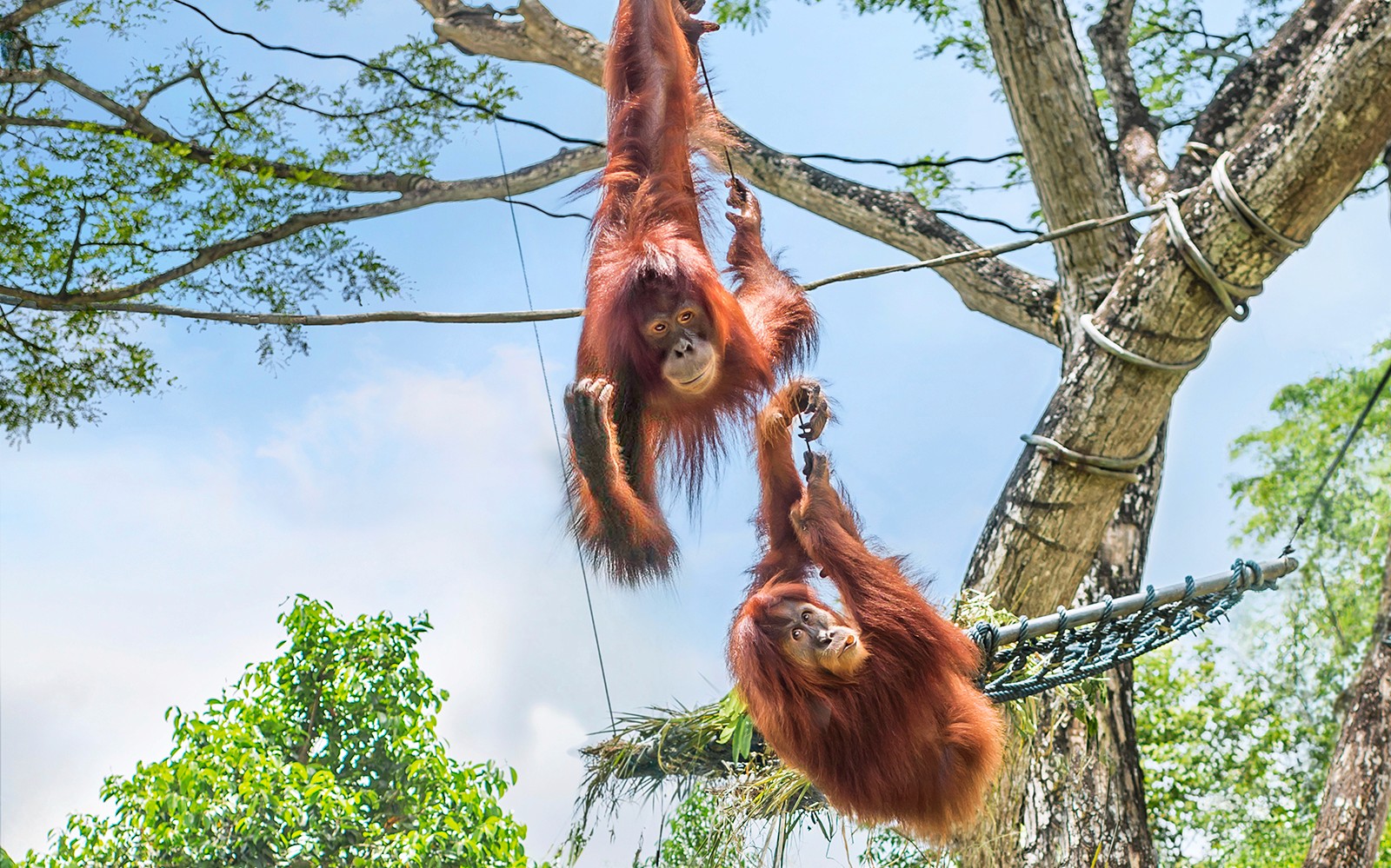 Singapore Zoo Tickets | Mandai Wildlife Reserve