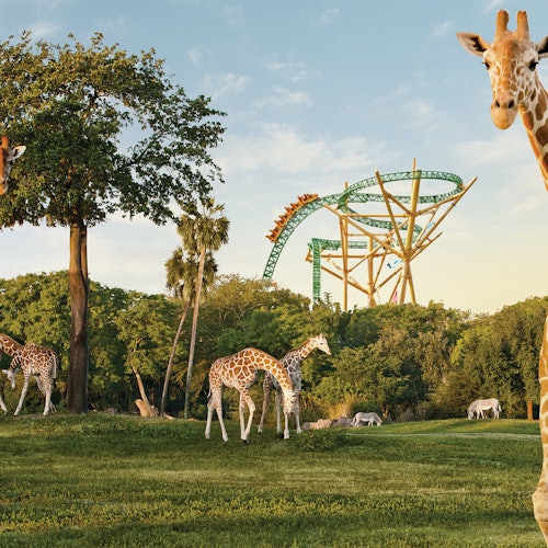 SeaWorld Orlando: Multi-Park Pass + Free All-Day Dining — gallery 1